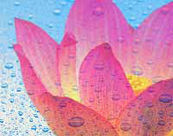 RiNano –from nature